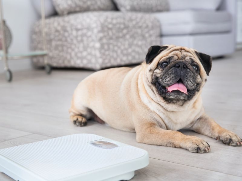 Top 40 Helpful Dog Care Tips For A Healthy And Happy Pet 39 Maintain A Healthy Weight For Dog