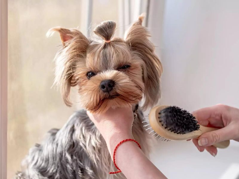 Top 40 Helpful Dog Care Tips For A Healthy And Happy Pet 40 Dog Care Tips
