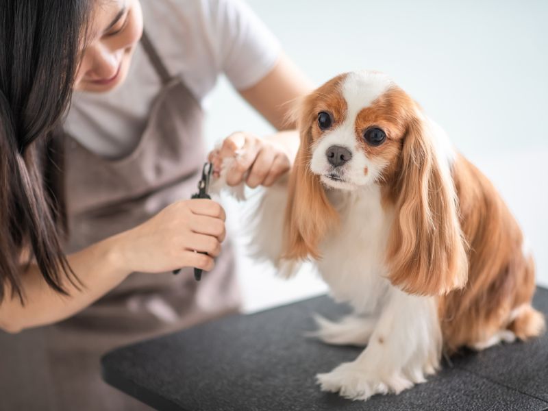 Top 40 Helpful Dog Care Tips For A Healthy And Happy Pet 41 Dog Care Tips