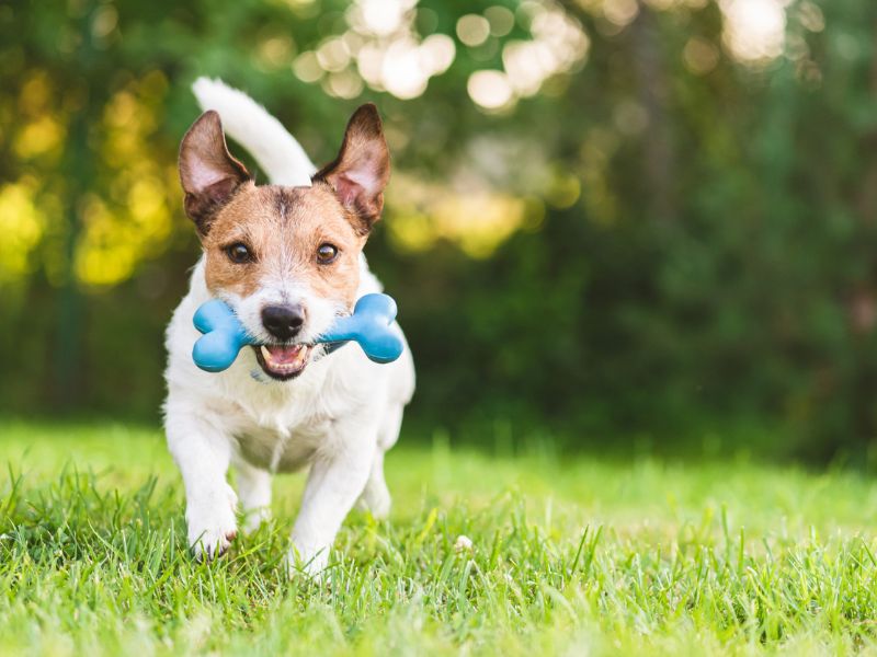 Top 40 Helpful Dog Care Tips For A Healthy And Happy Pet 42 Safe Playtime For Puppy Care Tips