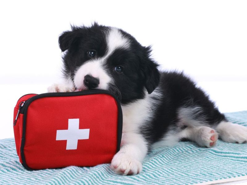 Top 40 Helpful Dog Care Tips For A Healthy And Happy Pet 43 Have An Emergency Plan In Place For Dog