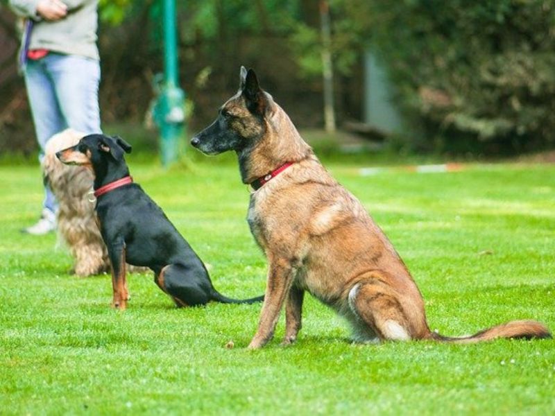Top 40 Helpful Dog Care Tips For A Healthy And Happy Pet 44 Dog Care Tips