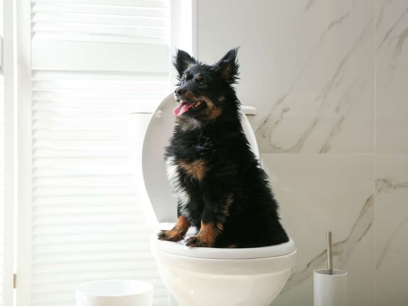 Top 40 Helpful Dog Care Tips For A Healthy And Happy Pet 45 Dog Care Tips