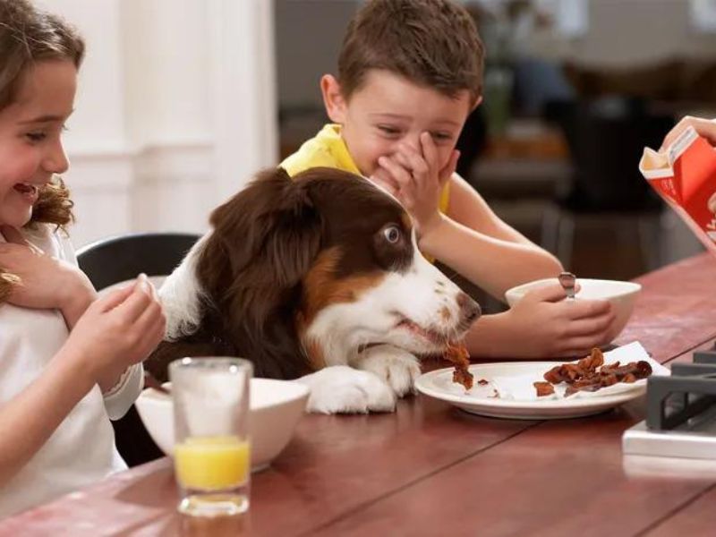 Top 40 Helpful Dog Care Tips For A Healthy And Happy Pet 47 Keep Dog Away From Human Food