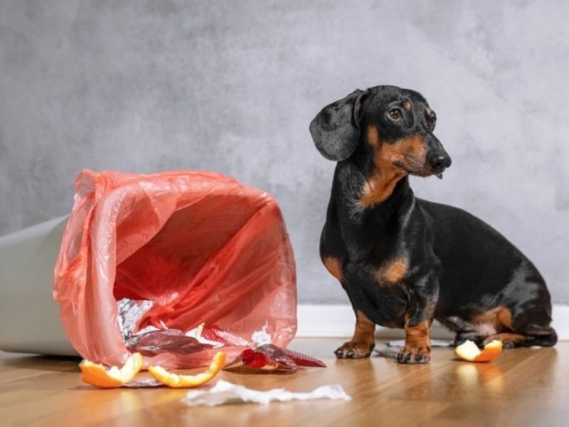 Top 40 Helpful Dog Care Tips For A Healthy And Happy Pet 48 Dog Care Tips