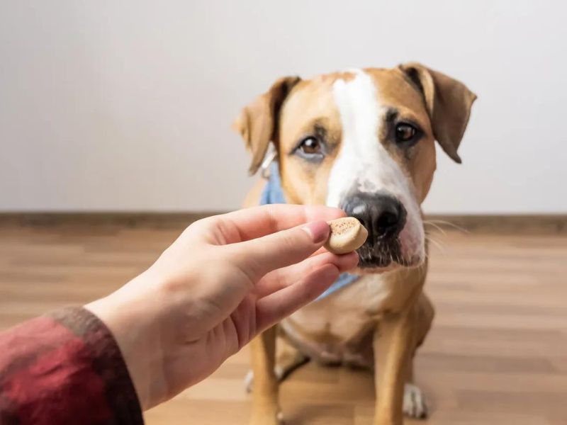 Top 40 Helpful Dog Care Tips For A Healthy And Happy Pet 50 Practice Patience And Consistency For Dog Care Tips