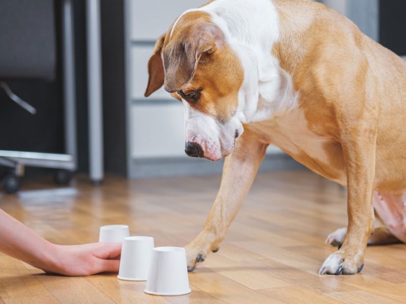 Top 40 Helpful Dog Care Tips For A Healthy And Happy Pet 51 Make Training A Game For Dog Health Care Tips