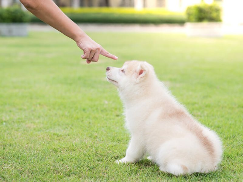Top 40 Helpful Dog Care Tips For A Healthy And Happy Pet 52 Dog Health Care Tips