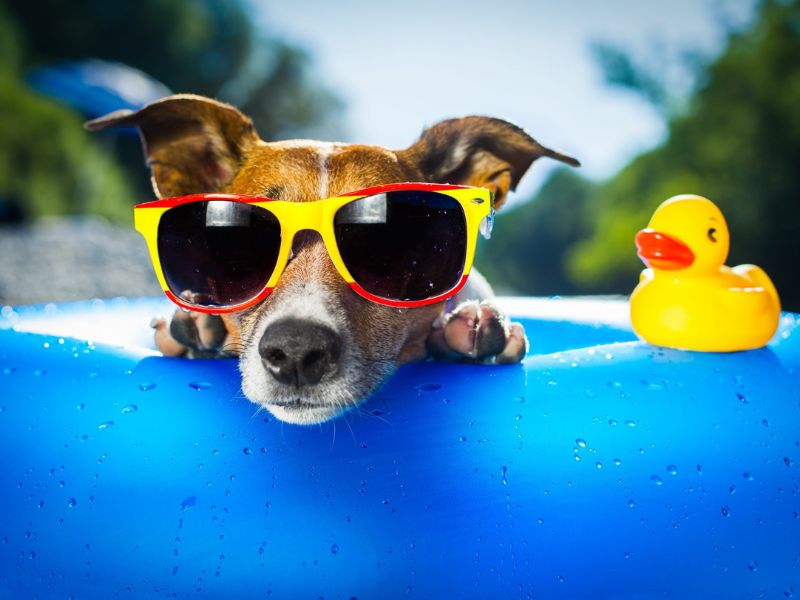 Top 40 Helpful Dog Care Tips For A Healthy And Happy Pet 53 Dog Care Tips