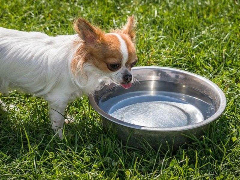 Top 40 Helpful Dog Care Tips For A Healthy And Happy Pet 54 Dog Health Care Tips