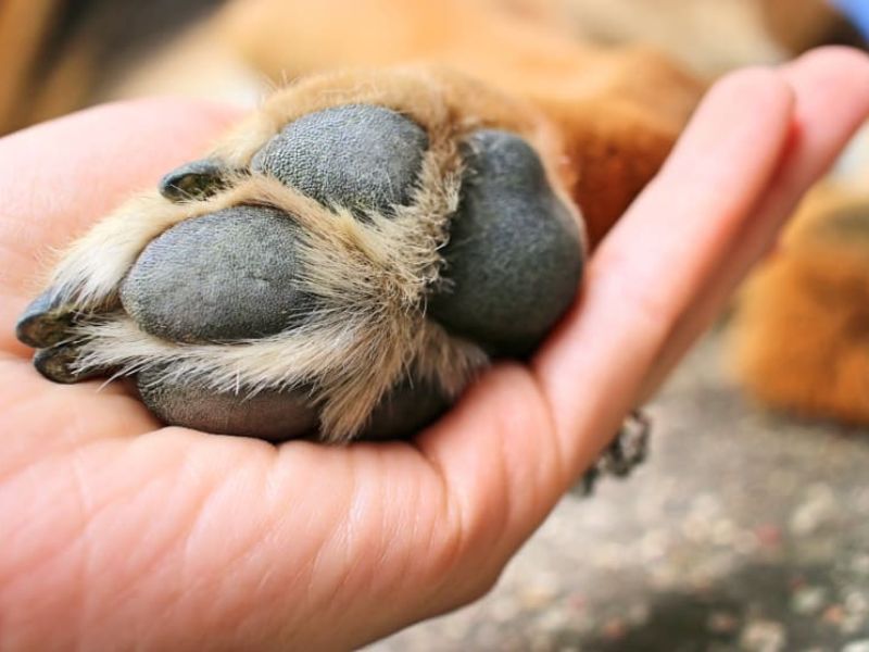Top 40 Helpful Dog Care Tips For A Healthy And Happy Pet 55 Dog Health Care Tips