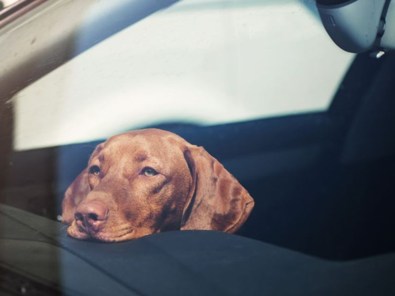 Top 40 Helpful Dog Care Tips For A Healthy And Happy Pet 56 Puppy Care Tips