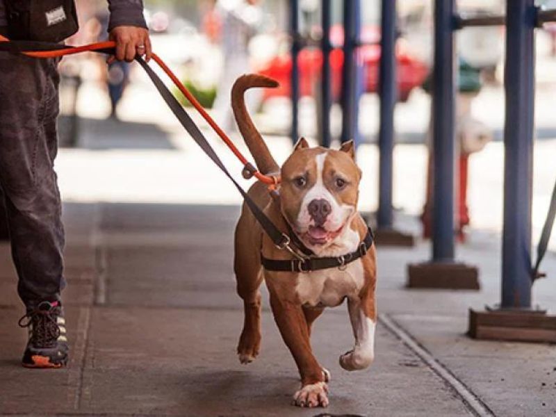 Top 40 Helpful Dog Care Tips For A Healthy And Happy Pet 57 Dog Health Care Tips