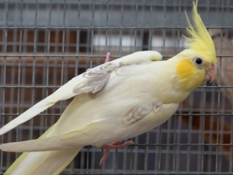 Yellow store face cockatiel