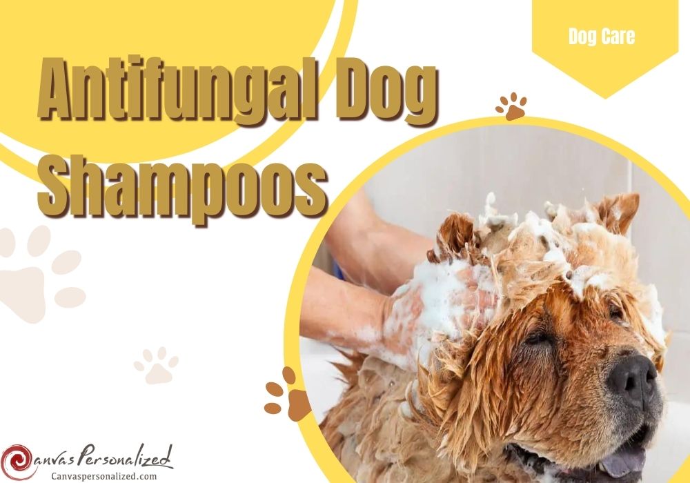 the-best-10-antifungal-dog-shampoos-for-dog-s-skin-healthy