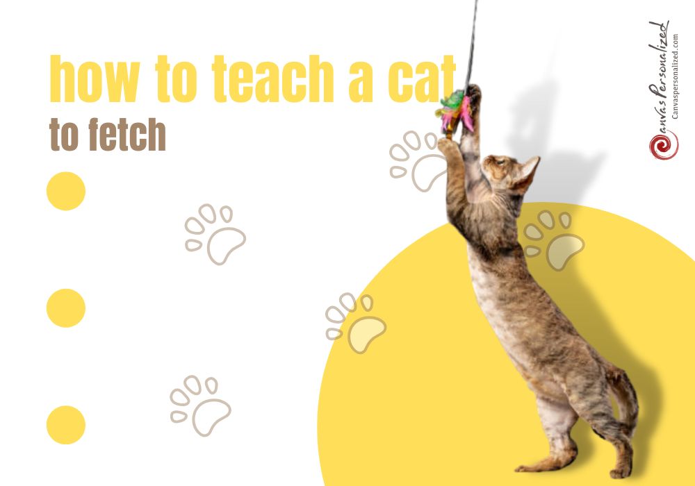 How To Teach A Cat To Fetch In 6 Easy Steps?