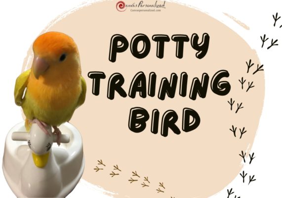 Potty Training Bird