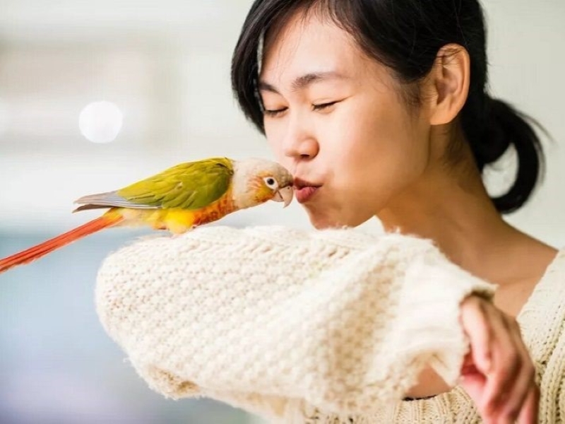 Say Goodbye To Messes: Potty Training Bird Tips And Tricks 7 Can Budgies Be Potty Trained