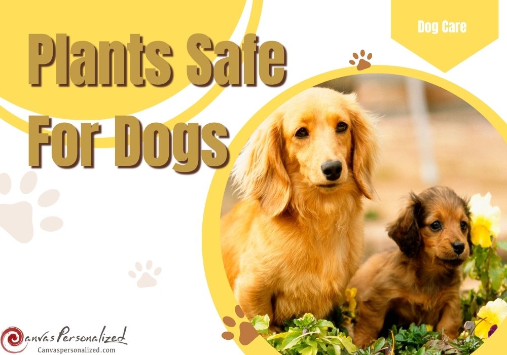 44 Plants Safe For Dogs: A Guide To Pet-Friendly Greenery (Outdoor &Amp; Indoor) 47 44 Plants Safe For Dogs: A Guide To Pet-Friendly Greenery (Outdoor &Amp; Indoor)