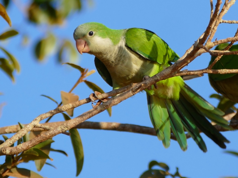 Types Of Parakeets: Colorful And Unique Varieties 15 Monk Parakeet