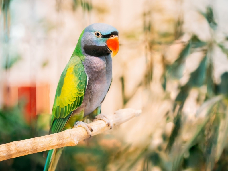 Types Of Parakeets: Colorful And Unique Varieties 16 Derbyan Parakeet