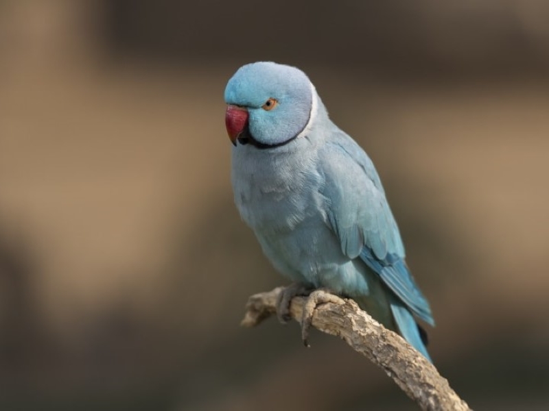 Types Of Parakeets: Colorful And Unique Varieties 17 Indian Ring-Necked Parakeet - Rare Parakeet Colors