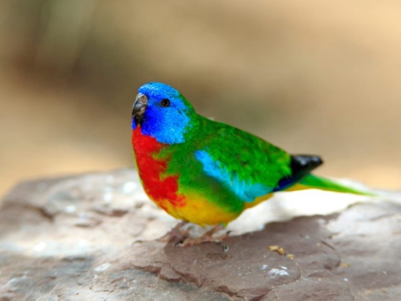 Types Of Parakeets: Colorful And Unique Varieties 20 Scarlet-Chested Parakeet
