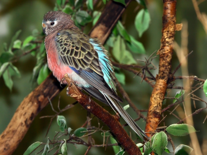Types Of Parakeets: Colorful And Unique Varieties 21 Bourke'S Parakeet - Breeds Of Parakeets