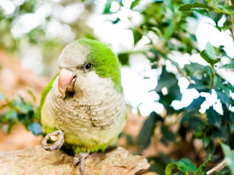 Types Of Parakeets: Colorful And Unique Varieties 22 Parakeet'S Care Requirements