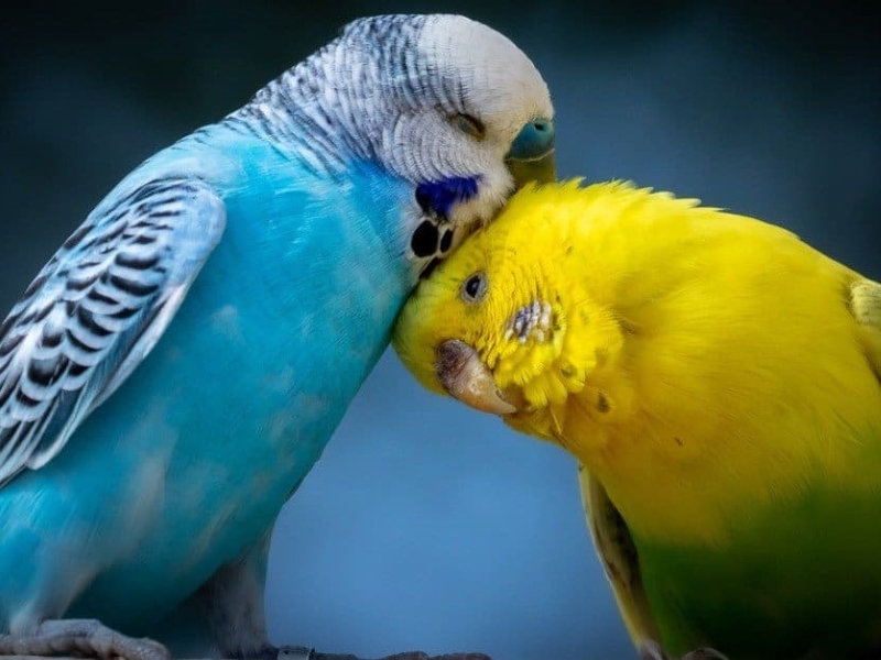 Types Of Parakeets: Colorful And Unique Varieties 23 Types Of Parakeets Common Heath Issues