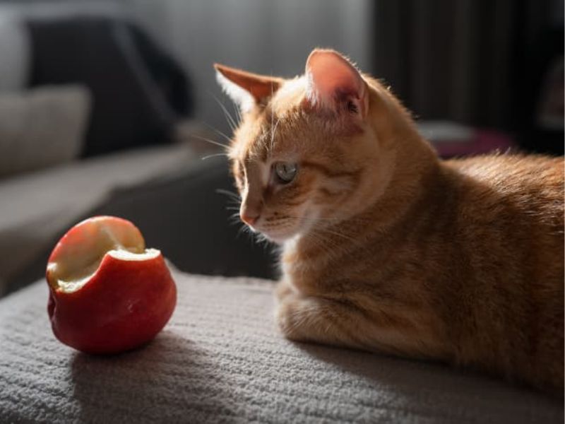 can cats eat apples