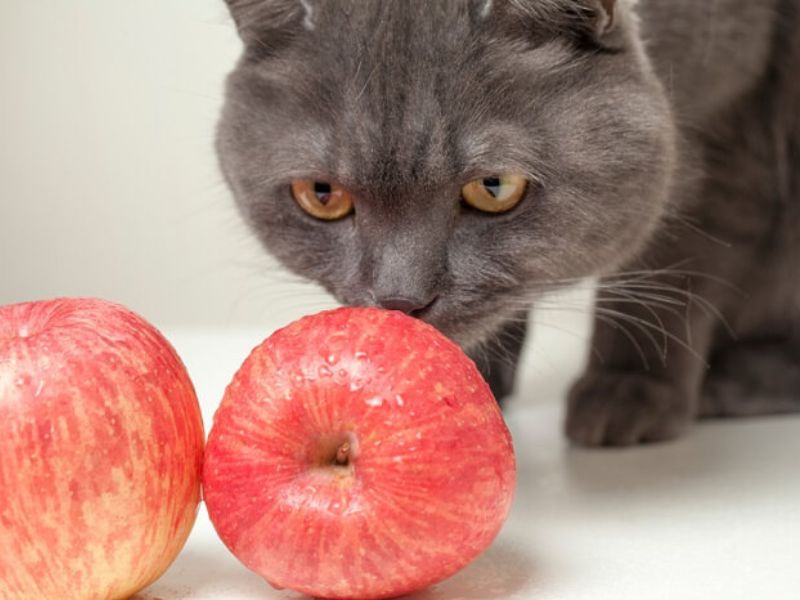 cats eat apples