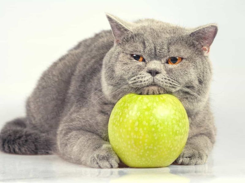 can cats have apples