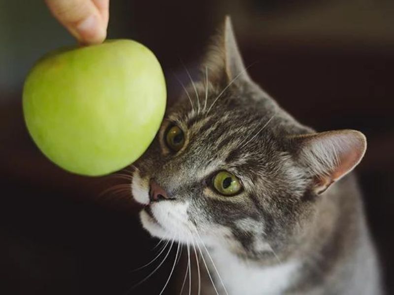 Do cats eat on sale apples