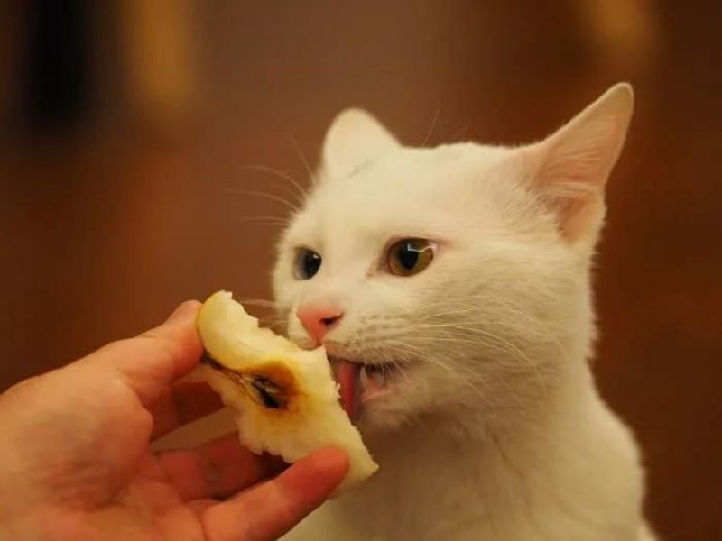 cats eat apples