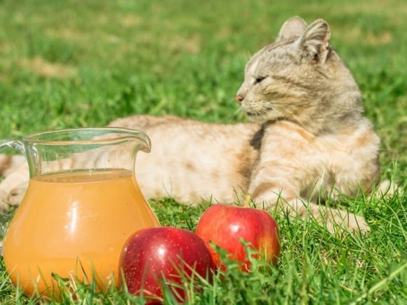Can Cats Eat Apples? A Vet-Approved Guide To Feed Your Cat 18 Cats Eat Apples