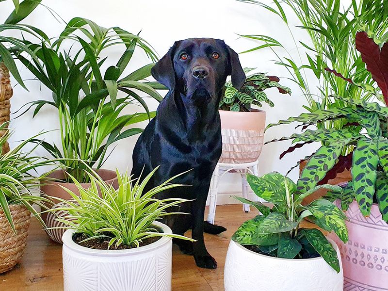 44 Plants Safe For Dogs: A Guide To Pet-Friendly Greenery (Outdoor &Amp; Indoor) 48 What Are Dog Friendly Plants?