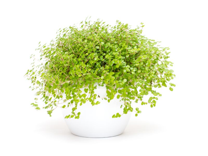 44 Plants Safe For Dogs: A Guide To Pet-Friendly Greenery (Outdoor &Amp; Indoor) 50 Safest Plants For Dogs