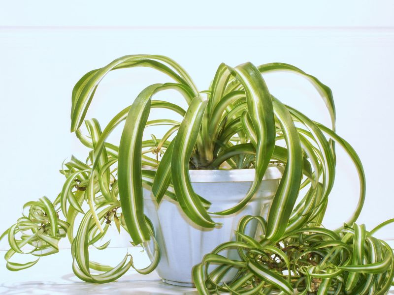 44 Plants Safe For Dogs: A Guide To Pet-Friendly Greenery (Outdoor &Amp; Indoor) 55 Non Toxic Plants For Dogs