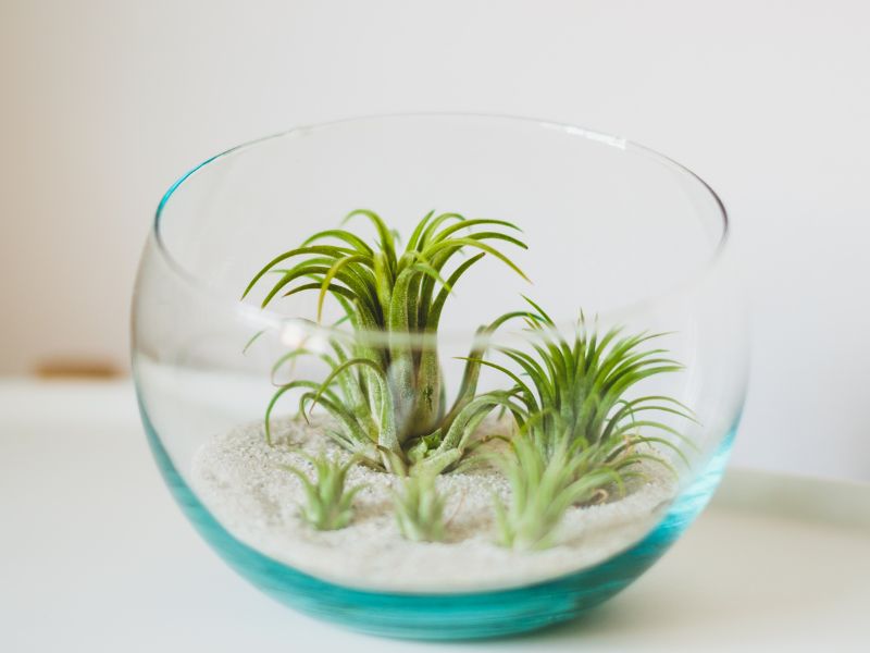 44 Plants Safe For Dogs: A Guide To Pet-Friendly Greenery (Outdoor &Amp; Indoor) 62 Air Plant Safe For Your Dog