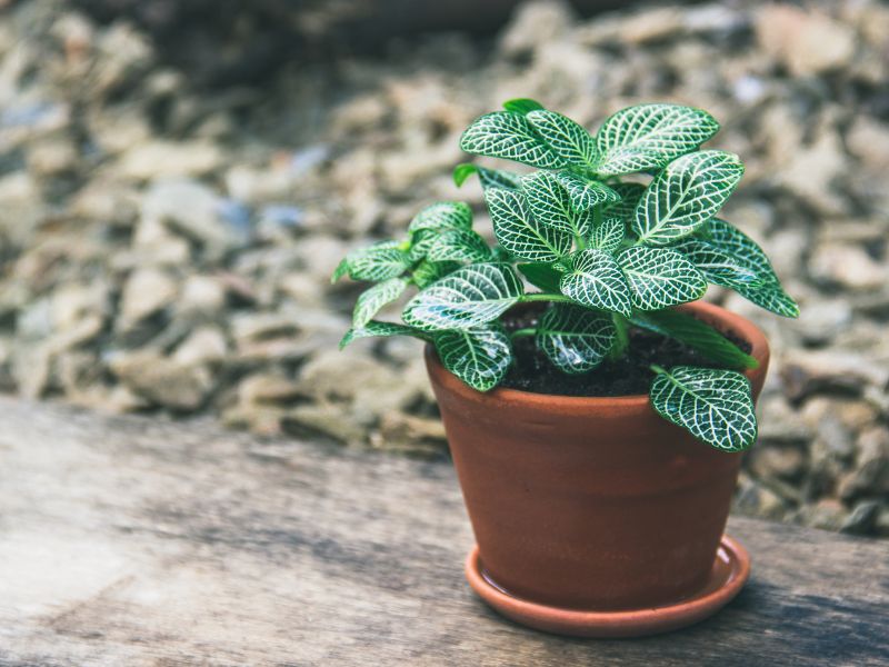 44 Plants Safe For Dogs: A Guide To Pet-Friendly Greenery (Outdoor &Amp; Indoor) 67 Mosaic Plant Safe For Dogs