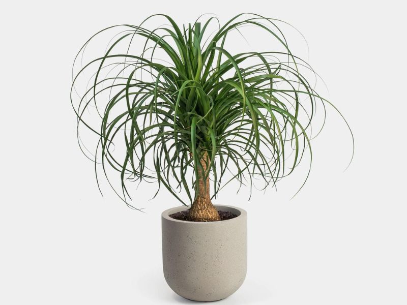 44 Plants Safe For Dogs: A Guide To Pet-Friendly Greenery (Outdoor &Amp; Indoor) 68 Safest Plants For Dogs