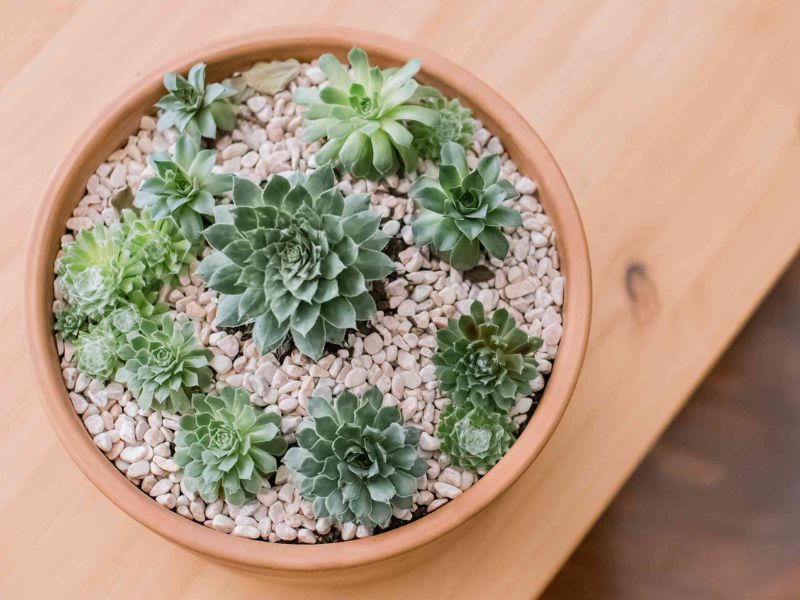 44 Plants Safe For Dogs: A Guide To Pet-Friendly Greenery (Outdoor &Amp; Indoor) 71 Plants Safe For Dogs