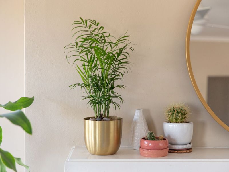 44 Plants Safe For Dogs: A Guide To Pet-Friendly Greenery (Outdoor &Amp; Indoor) 73 Dog Friendly Plants