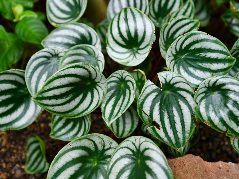 44 Plants Safe For Dogs: A Guide To Pet-Friendly Greenery (Outdoor &Amp; Indoor) 91 Non Toxic Plants For Dogs