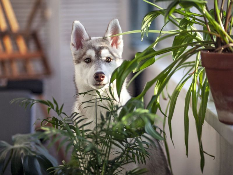 44 Plants Safe For Dogs: A Guide To Pet-Friendly Greenery (Outdoor &Amp; Indoor) 93 Signs Of Plant Toxicity In Dogs
