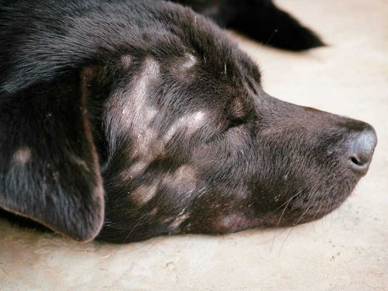 Best 10 Natural Antifungal Dog Shampoos For Dog'S Skin Healthy 20 Antifungal Dog Shampoos