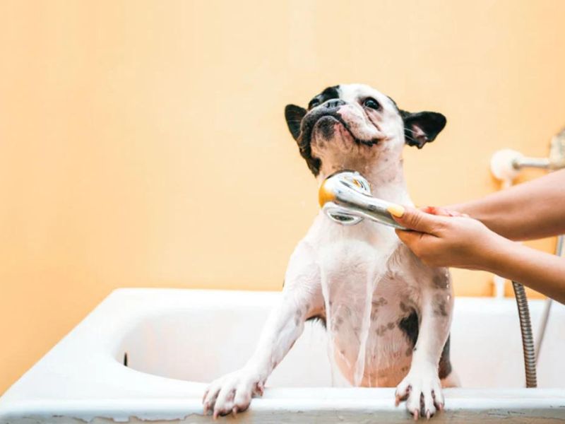 Best 10 Natural Antifungal Dog Shampoos For Dog'S Skin Healthy 32 What To Look For The Antifungal Shampoos For Dogs