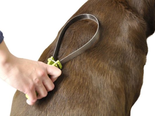 17 Best Professional Dog Grooming Tools For Pups Look Great