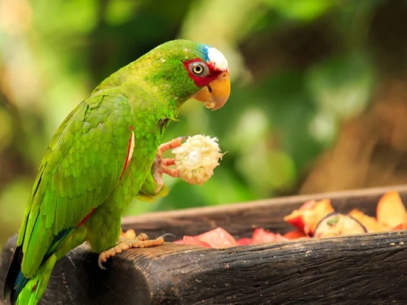 10 Types Of Amazon Parrots To Keep As Awesome Pets 25 Amazon Parrots Eat Requirement